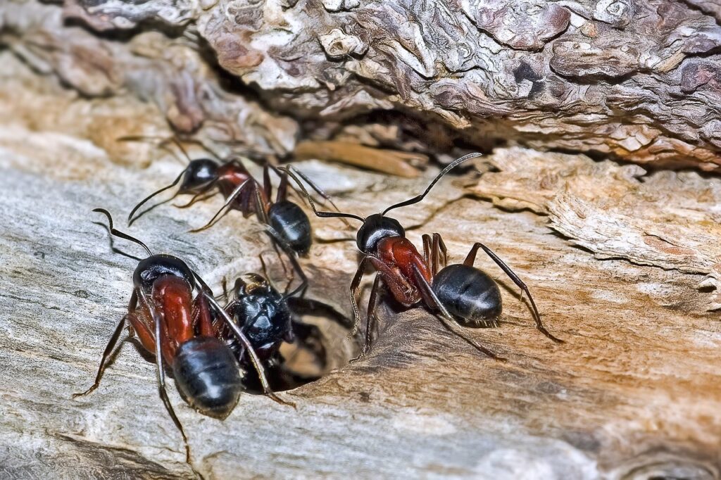 carpenter ant inspection hershey pa