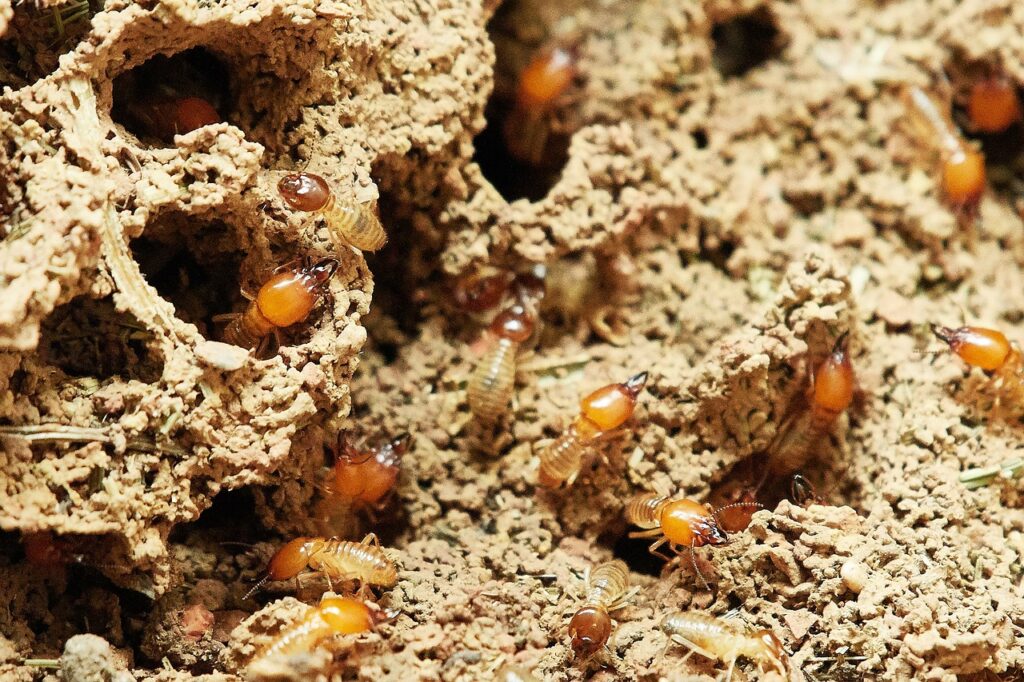 wood destroying insect inspection termites in PA